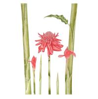Torch ginger